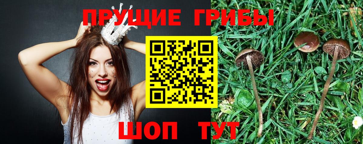 Галлюциногенные грибы прущие грибы  Галлюциногенные грибы мицелий  Чебоксары  Вход с VPN 